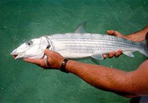 Florida Keys bonefishing