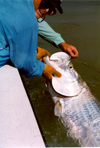 Florida Keys fishing